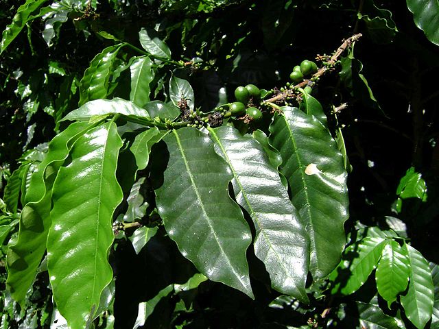 No sólo el café tiene propiedades, sus hojas también - plantasParaCurar.com